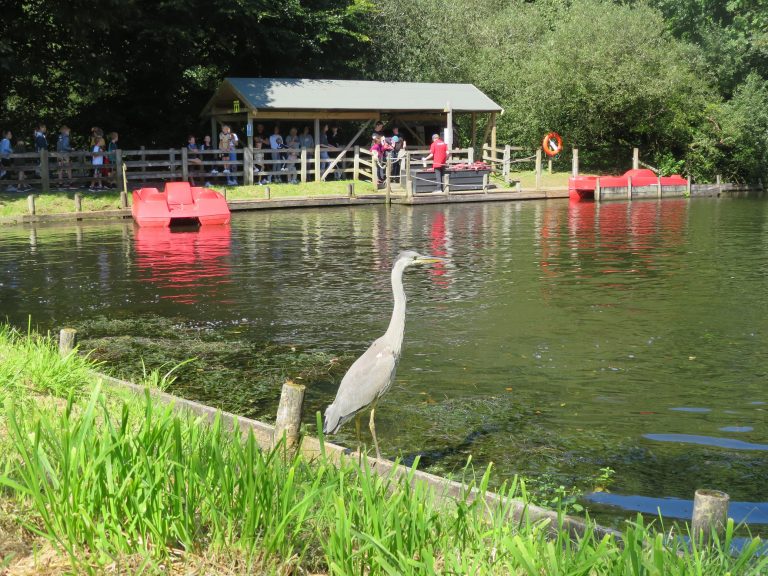 King Fisher on Boating Lake